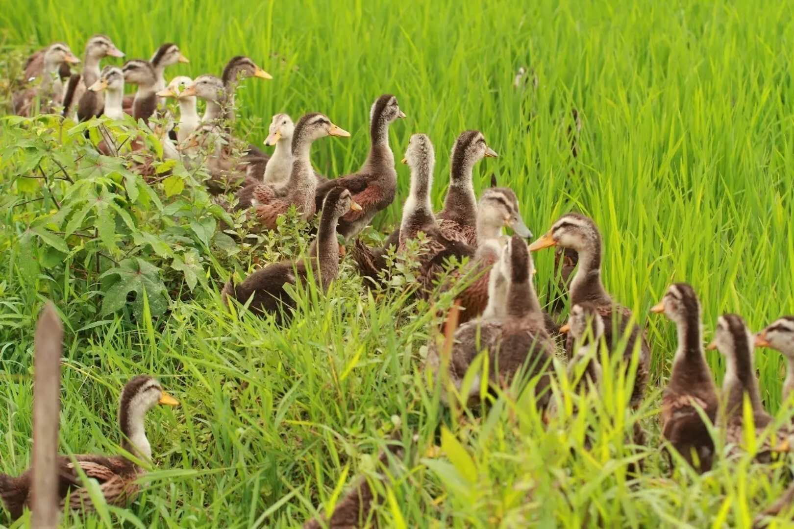 1525423727986698.jpg 鴨稻米.jpg